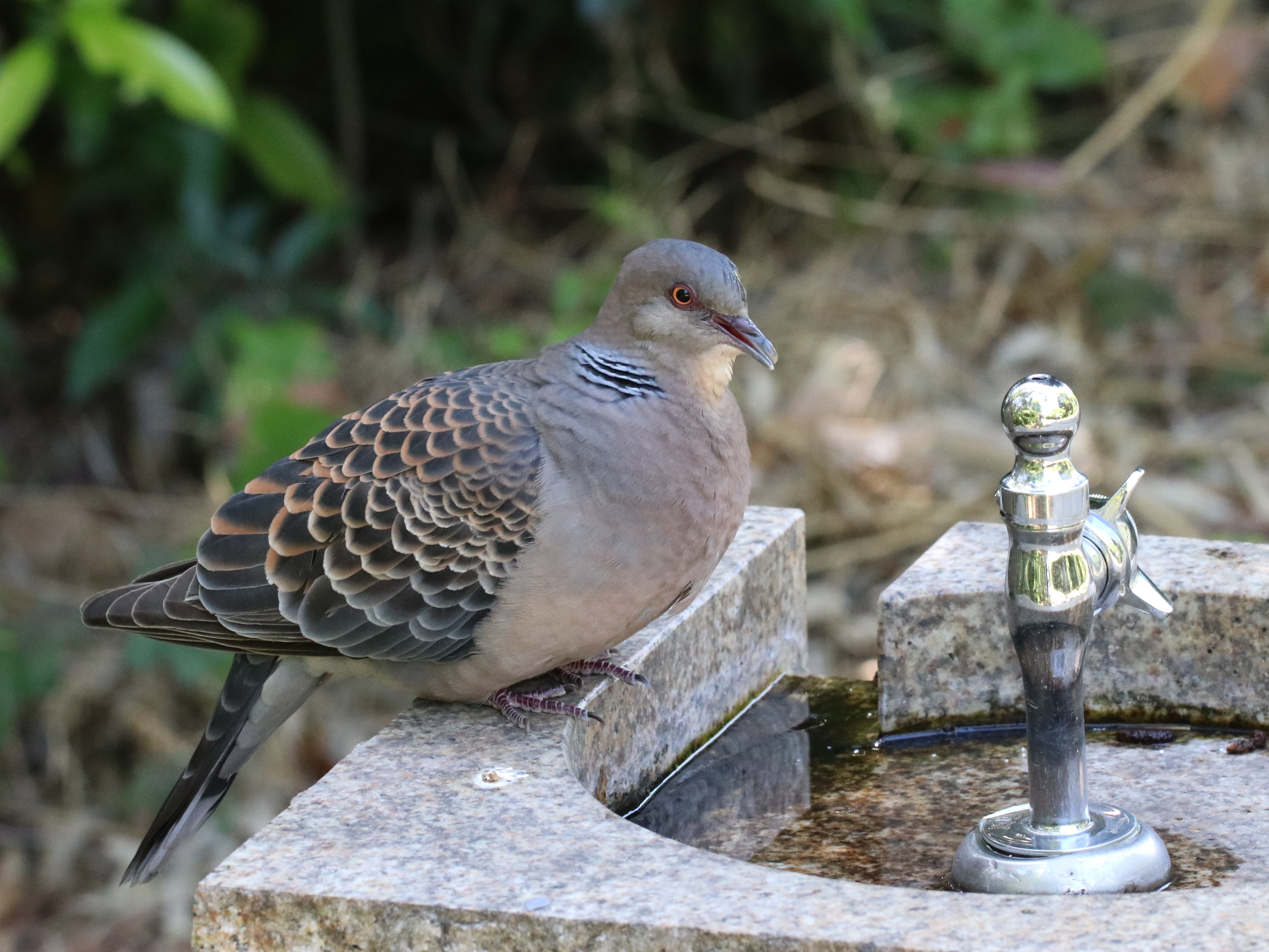 直視するキジバト